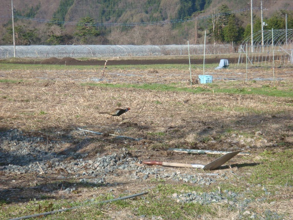 ようこそ！みのり農場へ（１４）　星野敦子