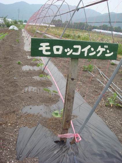 ようこそ！みのり農場へ（１６）　星野敦子