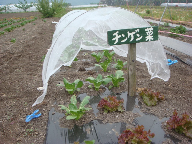 ようこそ！みのり農場へ（１６）　星野敦子