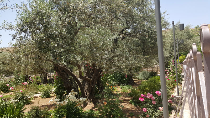 妹尾光樹のイスラエル旅行記（４）