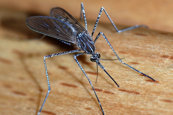 ブラジルで小頭症急増、前年比８倍超　蚊媒介のジカウイルスが原因か