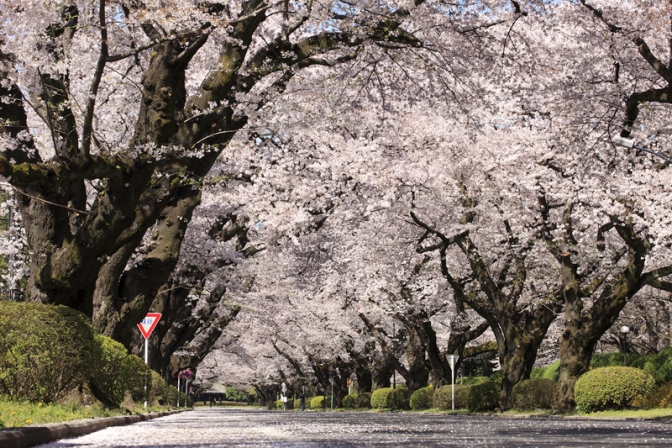 桜並木の再生に向けて「ＩＣＵ桜募金」目標額４千万円を達成