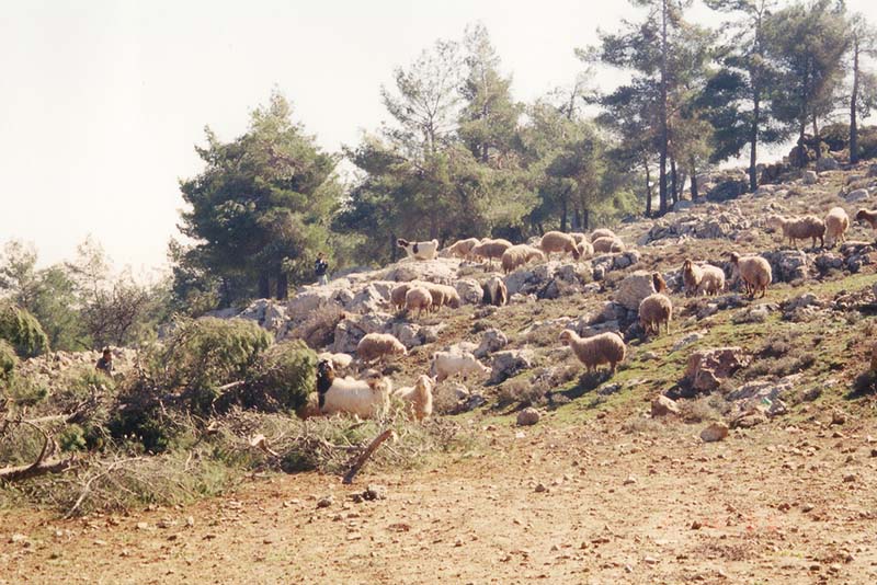 聖書のヤコブの物語に登場するぶちの羊、２千年の歴史を経てイスラエルに戻る