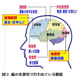 【科学の本質を探る㉜】脳科学の未解決問題（その１）疑問視される脳機能局在論　阿部正紀