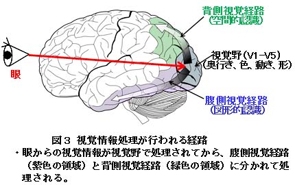 【科学の本質を探る㉜】脳科学の未解決問題（その１）疑問視される脳機能局在論　阿部正紀