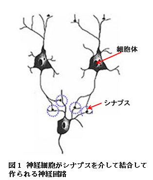 【科学の本質を探る㉜】脳科学の未解決問題（その１）疑問視される脳機能局在論　阿部正紀