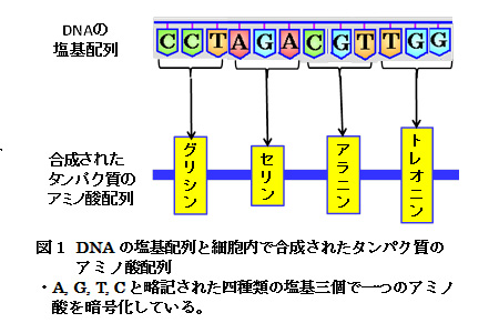 【科学の本質を探る㊱】生物進化論の未解決問題（その１）分子レベルの進化と形態レベルの進化の橋渡し