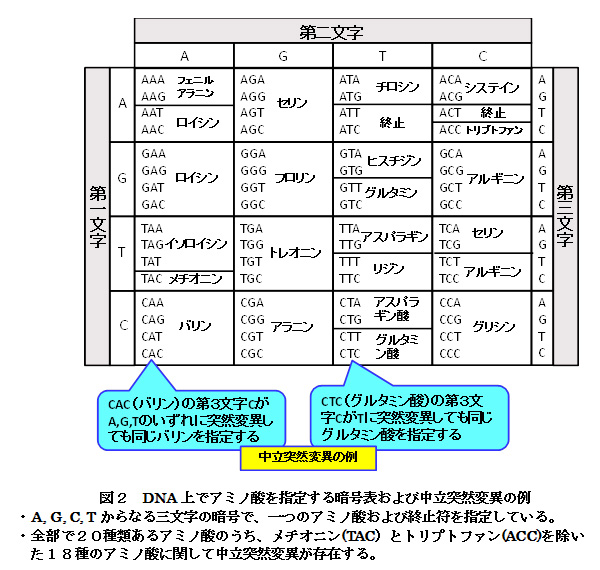 【科学の本質を探る㊱】生物進化論の未解決問題（その１）分子レベルの進化と形態レベルの進化の橋渡し