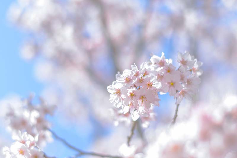 日出る国に、神が与え給いし「桜」　関智征