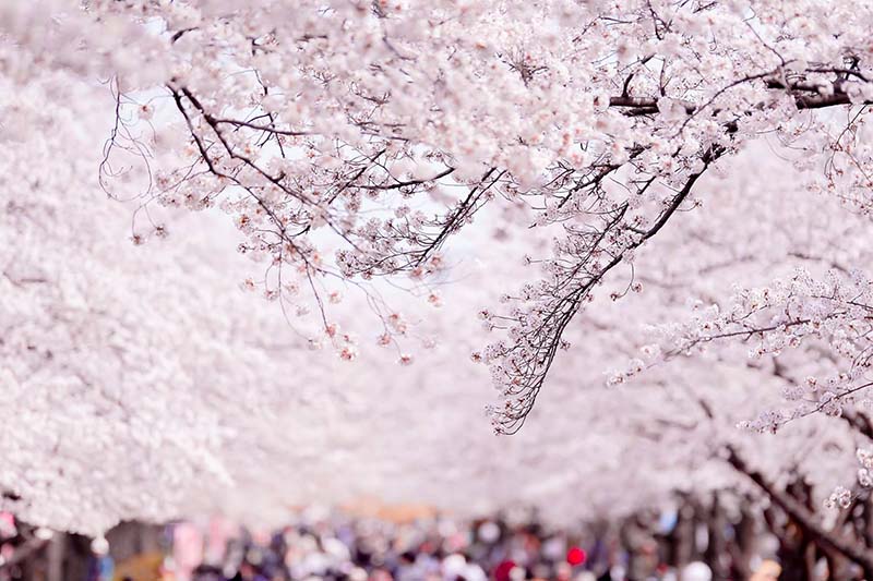 日出る国に、神が与え給いし「桜」　関智征