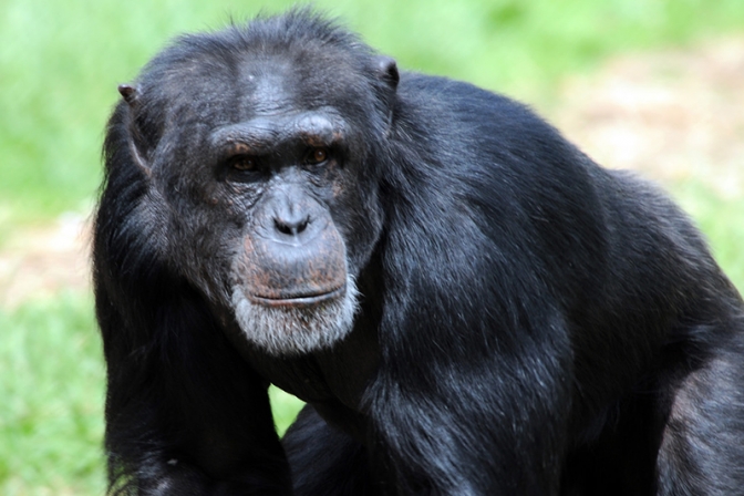 仙台の八木山動物公園でオスのチンパンジー「チャチャ」逃走　麻酔銃使い捕獲