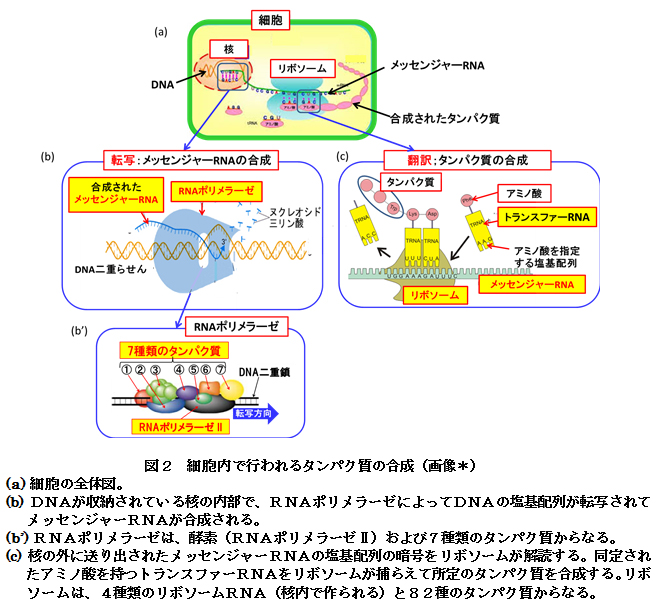 【科学の本質を探る㊶】生物進化論の未解決問題（その６）化学進化による生命の起源説　阿部正紀