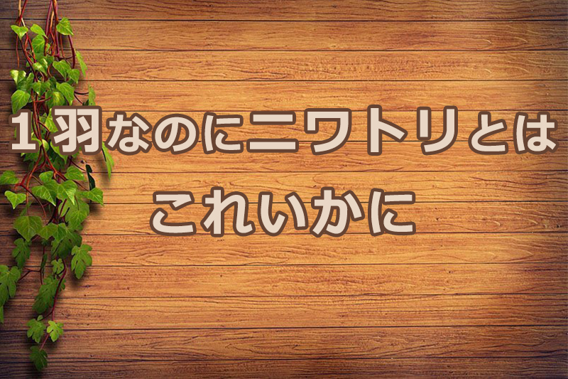 １羽なのにニワトリとはこれいかに　安食弘幸