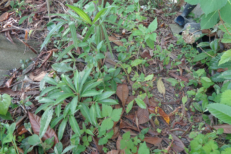 聖書と植物（４）生えさせよ　梶田季生