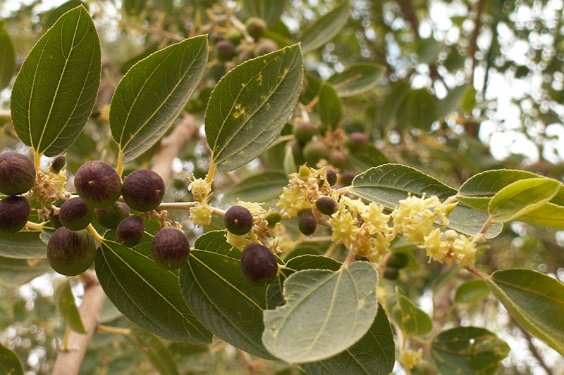 聖書と植物（１３）いばらの冠・キリストイバラ　梶田季生