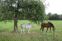 ドイツ西部のラインランド・プファルツ州にあるマリアラーハ修道院近くの公園の木陰で休む２頭の馬。ドイツでは「白い馬を見ると幸運が訪れる」と言われている。